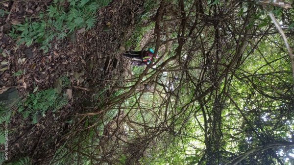 逐鹿卡保山賞一葉蘭2760874