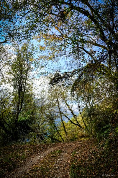 [冬訪大霸聖山岳參行]-大鹿林道東線榆金楓紅與九九山莊精選輯2974706