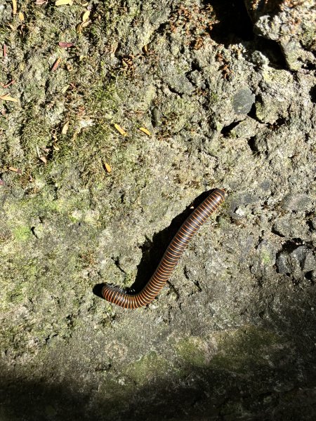 天母古道 + 紗帽山2913879