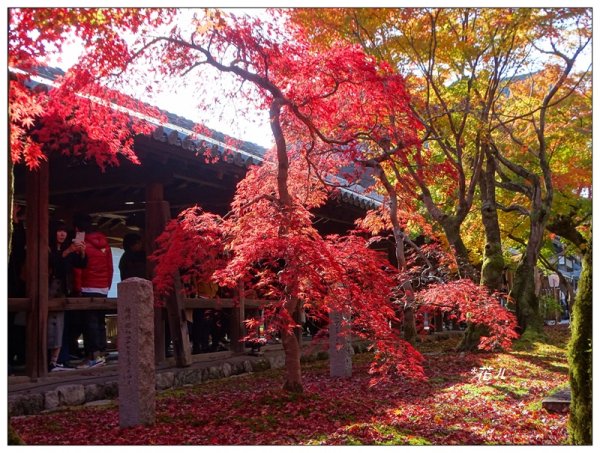 京都/東福寺的紅葉755254