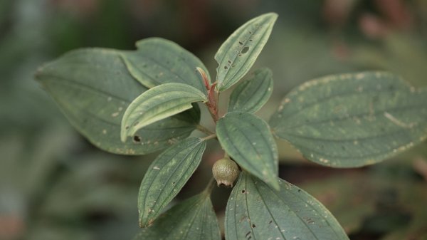 傳說中的「魔神仔洞」| 菁桐古道（汐止段＆平溪段）2721243