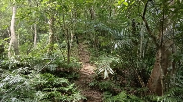 平溪區碩仁里-幼坑古道-幼坑山-幼坑山南鞍-大平林山-番子坑生態園區-番子坑3086161