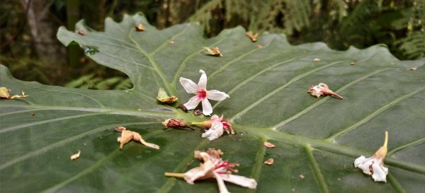 2025/09/20_鵝公髻山步道2892263