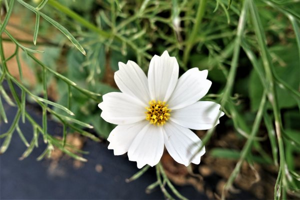 2021桃園彩色海芋季1346775