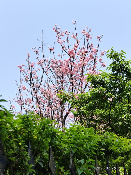 臺灣桃園國際機場、松江公園、大港墘公園封面