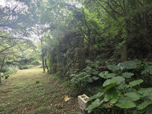 20260730茶山步道-五爪崙山-半嶺山-倒照湖山（未果）3098795