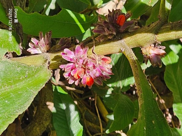 20251216太平山石門山小粗坑山O型+蕃薯藤TINA廚房2972588