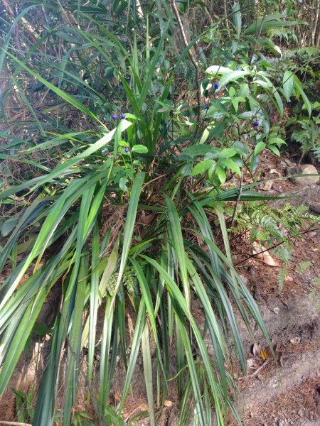 唐麻丹山 蝴蝶谷2918910