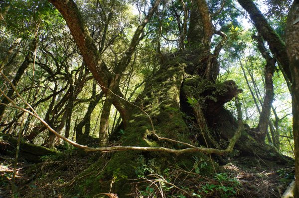 桃園 復興 把家灣山、低陸山2865367