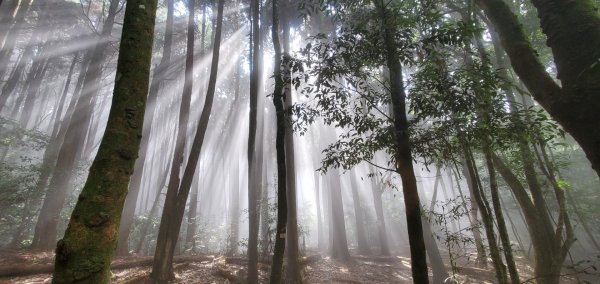 大雪山系-長壽山親子健行路線1864630