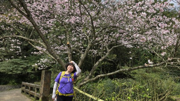 搭公車下車即抵達，台北市賞櫻最後一波，橘咖啡及內厝溪櫻木花廊的吉野櫻即將大爆發，要去要快，大崎頭步道2734713