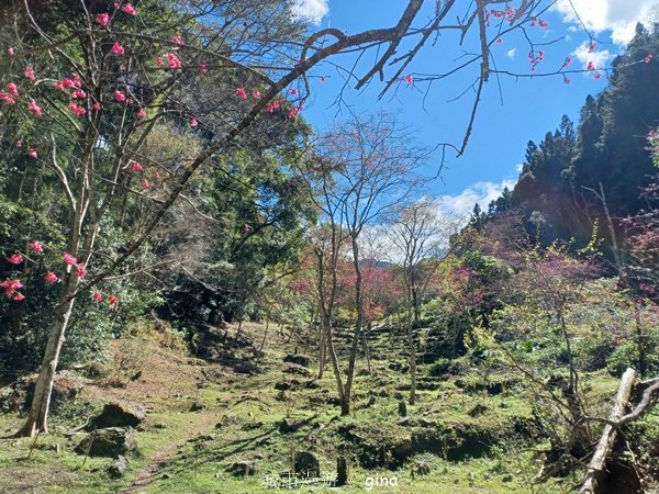 【台中和平】森林步道悠閒走。 八仙山森林遊樂區步道群2784599