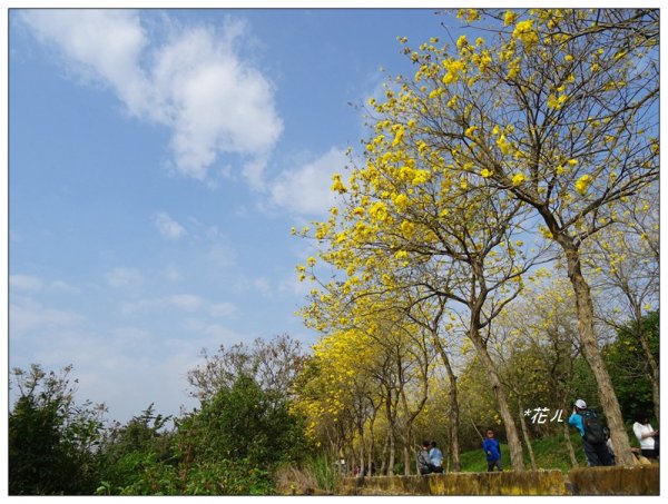 嘉義/朴子溪風鈴木874434