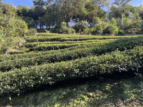 [淡蘭古道] 2025_0802 南路第四段2850814