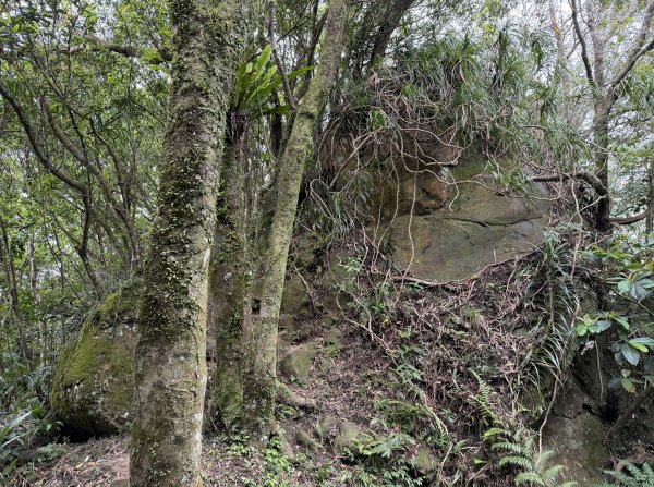 [微笑山線_第八段] 2026_0411 二格山系_筆架山南峰3035190