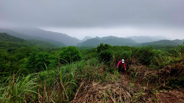 草山群峰、楊廷理古道、燦光寮古道O型2163149