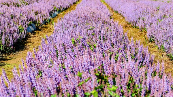 富岡仙草花2942402