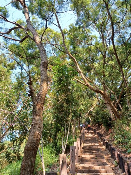 【台中大肚】綠蔭成徑。 大肚萬里長城步道O繞2790780