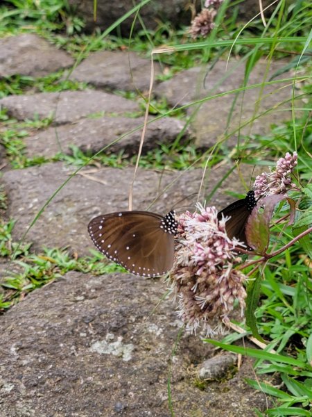 七星山主,東峰-202506212865338