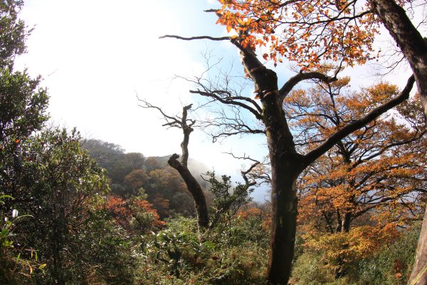 北插天山 山毛櫸 2019_11_09728780