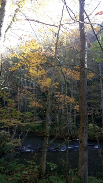 奧入瀨溪健行444359