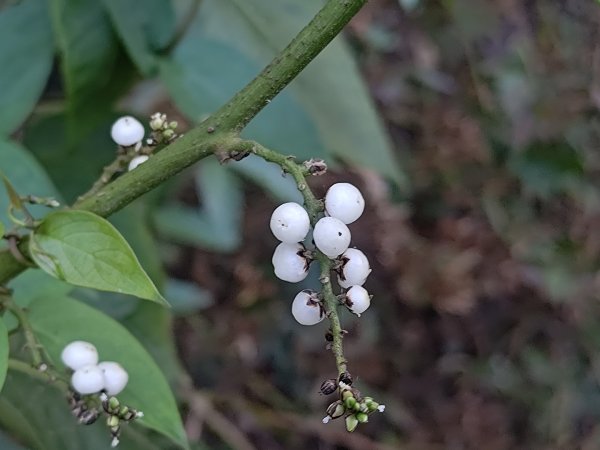 盆貿里山三盆連走2749533