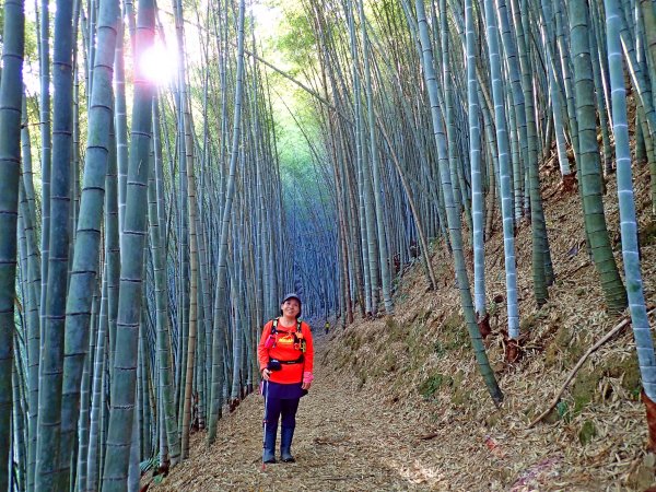 竹林饗宴--瑞太古道登雲戴山順走九芎坪山493555