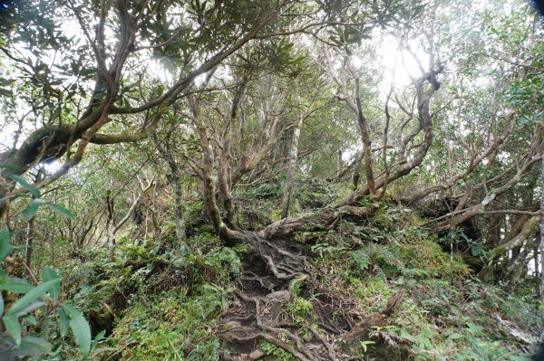桃園-三峽 志繼山、東眼山、拉卡山、卡外山3005210