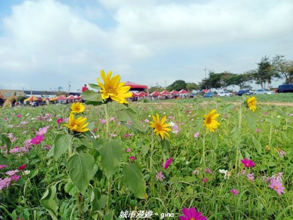 【苗栗】賞花趣~銅鑼杭菊x通霄蒜香藤花廊2945974