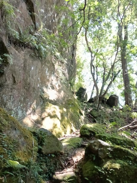 平溪區慈恩嶺+慈母峰探找艷紅鹿子百合花影2870234