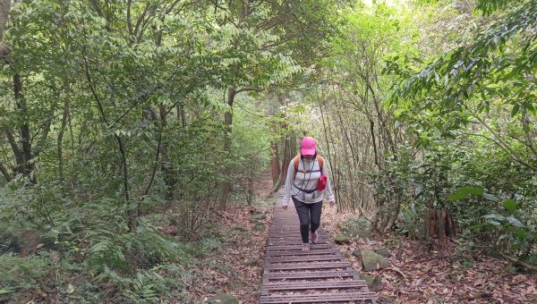 (姨婆趴趴走)第五十一集:台北冷擎步道、金包里大路(魚路古道)2757239