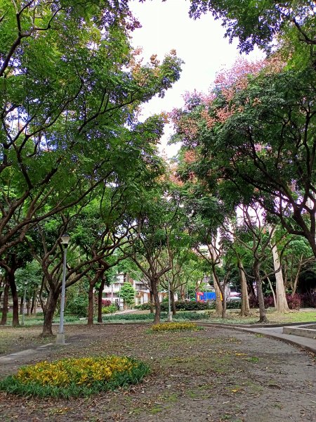 內湖文德三號公園、瑞陽公園《花之饗宴》1903221