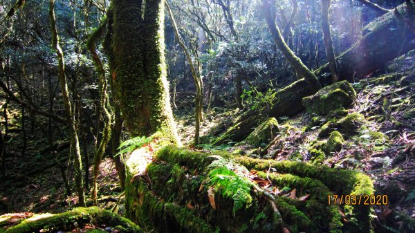 八仙山+佳保台山 ~ 挑戰雄關 辛辣凝香918571