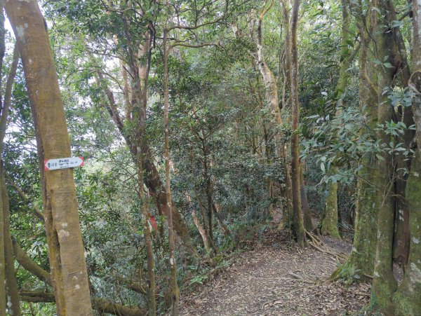 2025.01.18－仙山步道2706107