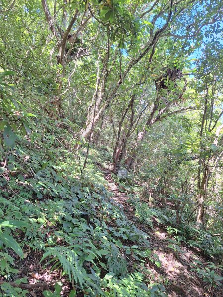 頭城鷹石尖+七兄弟山+外大溪山O形(明山寺起登)202508302876543