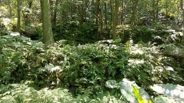 瑞芳區長興宮-粗坑口步道-觀音堂步道-碇內尖-長興宮O型3079023