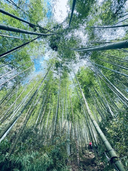 溪頭四秀走溪頭森林遊樂區3088845