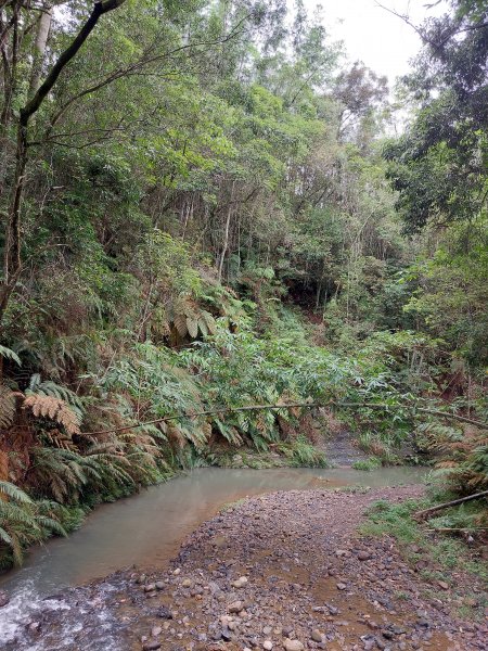 一日魚池三步道：澀水森林步道、魚池尖登山步道、金龍山步道202207021803888