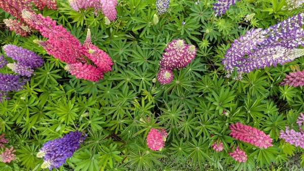 《西江月。魯冰花艷台大》2725798