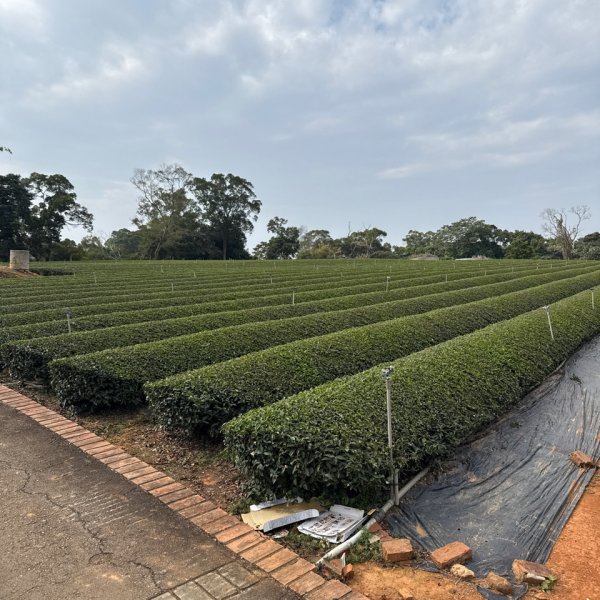 20260118 松柏坑山、田園茶香賞茶步道(小百岳-松柏坑山)2992830