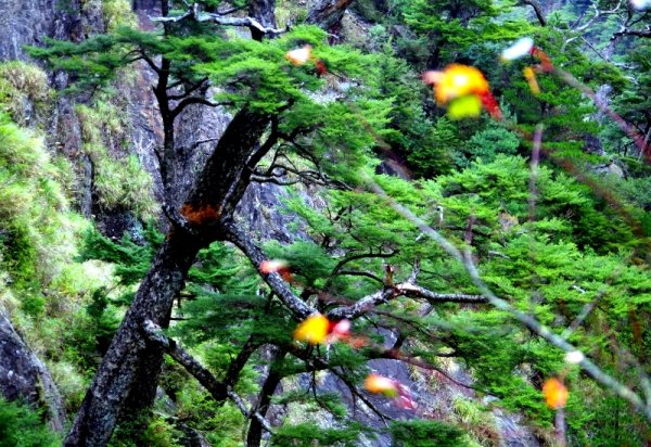 山風15度C吹拂 ~ 合歡溪 步道1551805