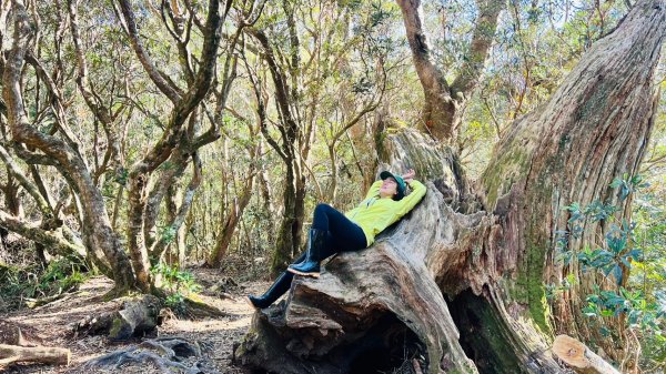 🌈12/18（三）魔法森林-塔曼山~網美打卡-巴陵鐵塔🌈2671876