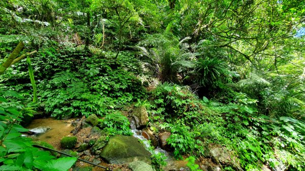 三峽紫微山，紫微聖母環山步道，土城桐花公園，五尖山，原住民族生態公園，龍潭大平紅橋，三坑自然生態公園1746453