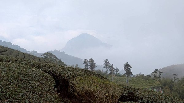 雲嘉五連峰 (大尖山、二尖山、馬鞍山、梨子腳山、太平山)2991082