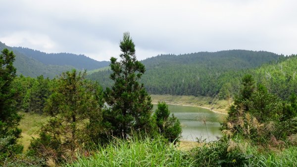 太平山（翠峰,茂興,鐵杉林,見晴）1097076