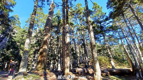 【台中和平】山迢路遠換壯闊山景。 No75百岳雪山東峰xNo2百岳雪山主峰 (兩天兩夜)2347692
