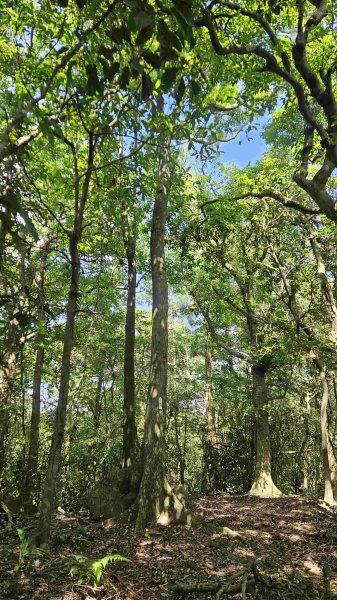 20250516九芎坑山-司公髻尾山-鑽石峰-人頭面山-南勢坑大尖-小尖山主前峰2787660