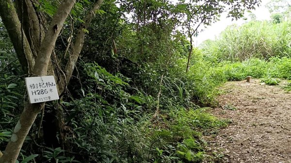 20250607 新竹竹東三山(樹杞林山 - 新具庄山 - 員崠子山)  O型2808994