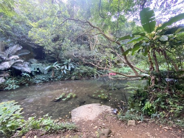 桃園大溪-打鐵寮古道-白石山2612666