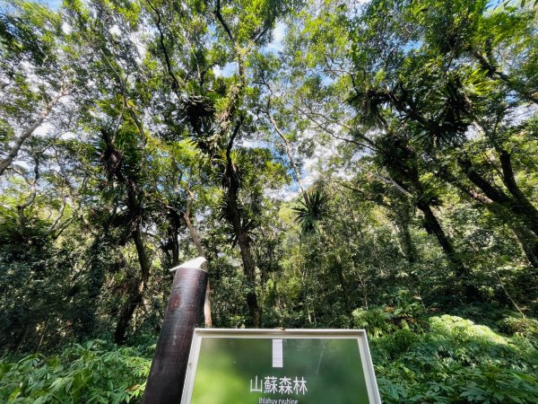 1141129巨人之手｜雪山坑登山步道2949152